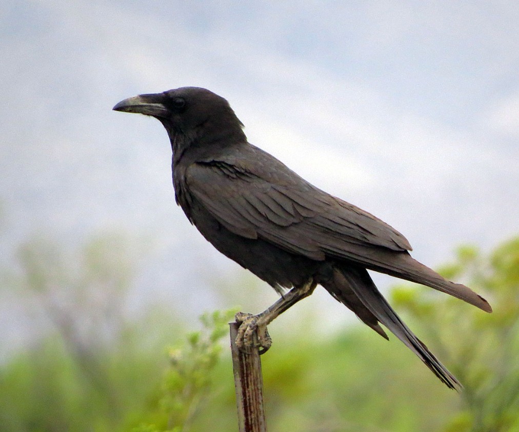 Nurten Tosun-Karga290326.jpg